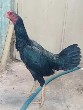 Ayam pama Silangan Bangkok tempel pkul keras