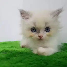 open adopt kitten persia warna ragdoll