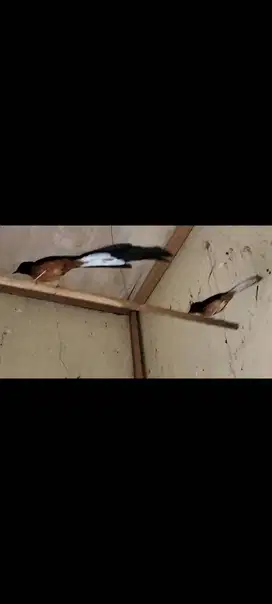 Murai batu pasangan produk