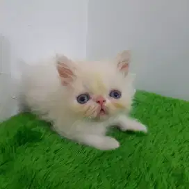 open adopt kitten persia flatnose