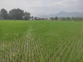 Jual Tanah/Sawah Pinggir Jalan