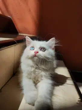 Kitten Persia Good Quality (Odd Eyes)