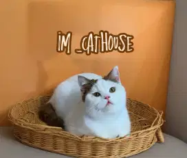 kucing british shorthair bsh van cinnamon wcf scottish fold blue cfa