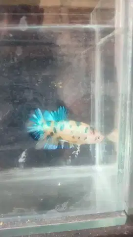 Ikan cupang plakat