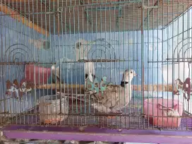 Puter pelung jantan