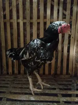 Pnya biang Birma pahkoy body gede banget sdh produksi mnat wa