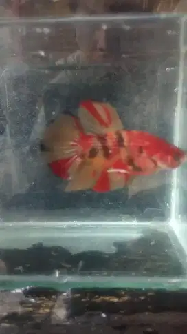 Ikan cupang plakat