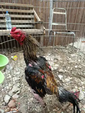 Ayam magon tulangan tebal