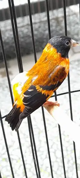 Red Siskin Klasik
