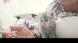 Kitten BSH x Muchkin