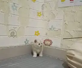 Kitten BSH x Muchkin