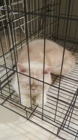 Kucing betina peaknose shorthair
