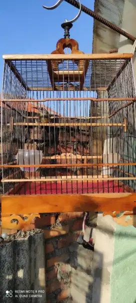 sangkar cungkok+ king konin
