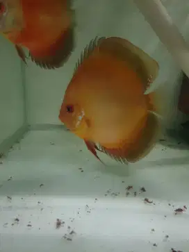 Ikan hias discus diskus sanmerah jantan