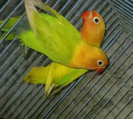 LOVEBIRD BALIBU WARNA PASKUN