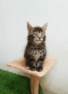 Kitten MaineCoon Betina Pure No mix. Induk ped Cfa Maine Coon