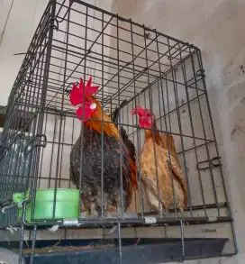 Jual sepasang ayam kate