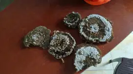 tolo larva tawon