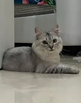 Kucing warna silver