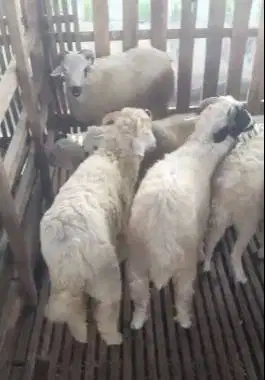 5 ekor bakalan domba jantan 6 bulanan layak ternak penggemukan qurban
