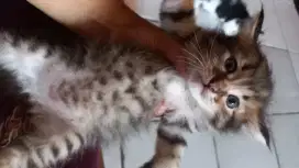 OPEN ADOPTT KITTEN JANTAN PERSIA