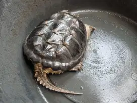 CST Makan Pelet, Serangga, Ikan Bisa semua