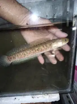 Ikan cana asitica kalimaya female