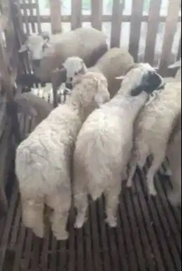 5 ekor bakalan domba jantan 6 bulanan siap ternak penggemukan rawatan