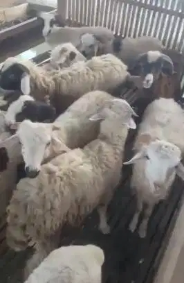 paket 5 ekor bakalan domba jantan 6 bulanan siap penggemukan qurban ok
