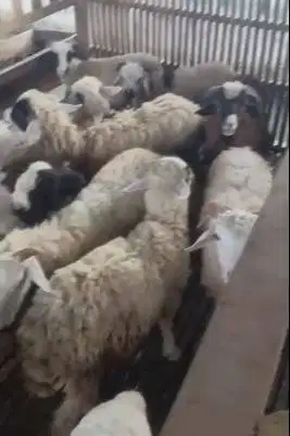paket 5 ekor bakalan domba jantan 6 bulanan siap penggemukan qurban ok
