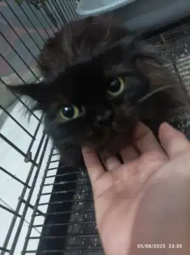 Kucing jantan persia