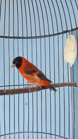 Red siskin klasik gacor