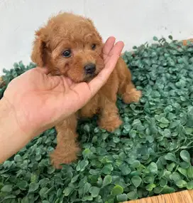 Dijual anakan Toy Poodle