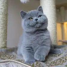 Lowongan Pengurus Kucing Menginap