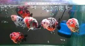 Ranchu buffalo calico