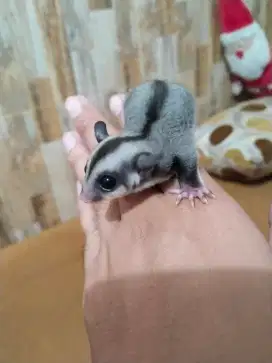 Sugar glider abu2