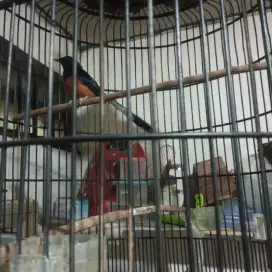 Jual Burung Murai habis beres mabung