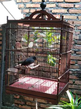 Jalak kebo maput nyisik