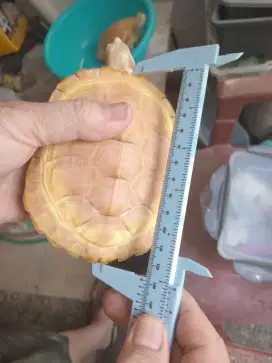 KURA RES ALBINO BETINA