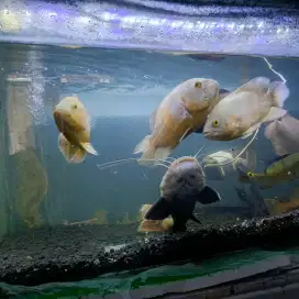 Paket Murah Ikan Hias Lengkap