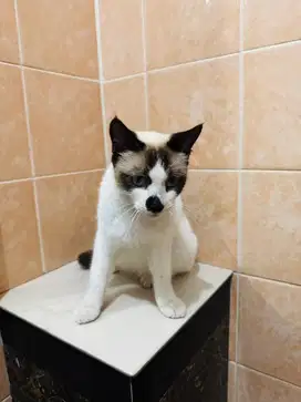 Kucing Himalaya Gemuk Sehat