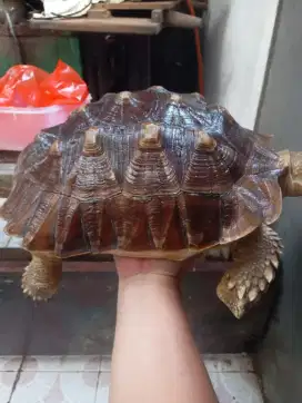Sulcata jantan 37cm