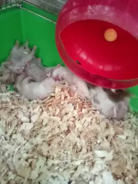 Hamster Syrian longhair & shorthair