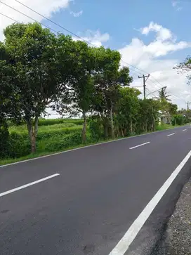 TANAH PINGGIR JALAN UTAMA  VIEW SAWAH & POHON KELAPA DI BLAHKIUH