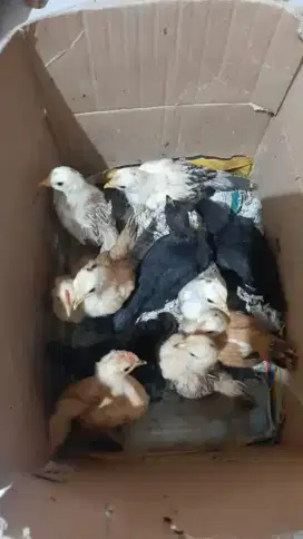 Ayam Kate Anakan
