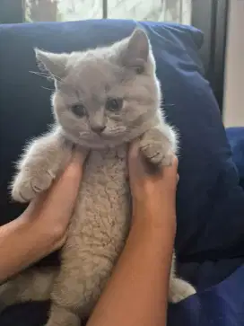kitten british shorthair betina pure warna lilac