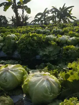 lettuce fresh dan segar hasil bumi