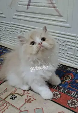 kucing anggora/ persia flatnose jantan/kucing persia jantan