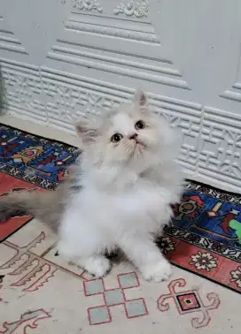 Anak kucung anggora/kitten persia flatnose /kucing persia beyina