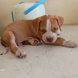 american pitbull terrier